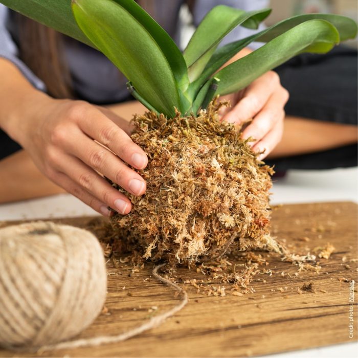 Kokedama 1 Site internet Relaxation par la danse 1