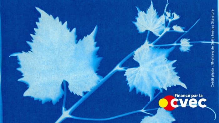 Initiation cyanotypes 1 Event site pilates 1920x1080px 11